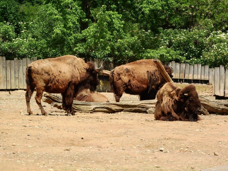 Bisons