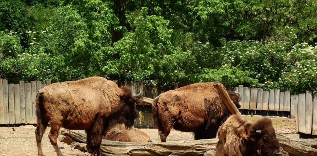 Bisons